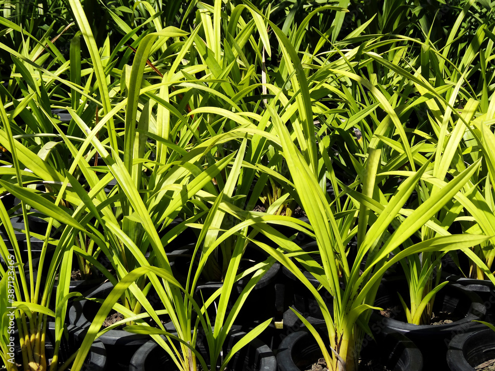 Obraz premium ランのハウス栽培