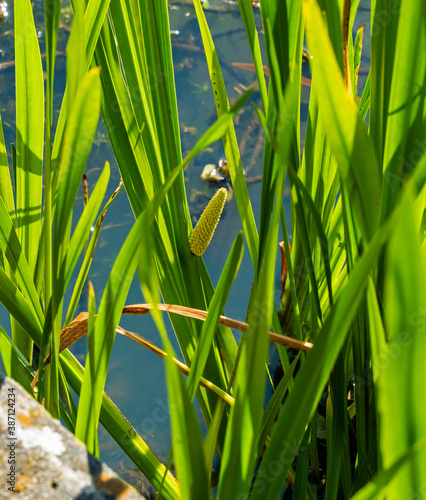 Close up of Sweet Flag (Acorus calamus)

