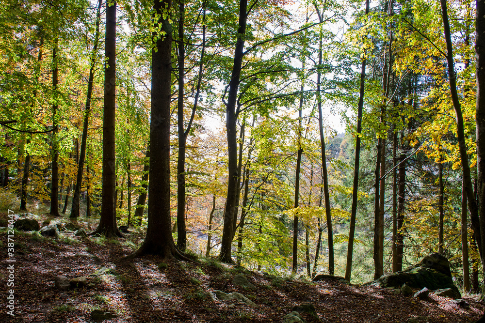 bosco in autunno con i riflessi del sole bosco in autunno con i riflessi del sole