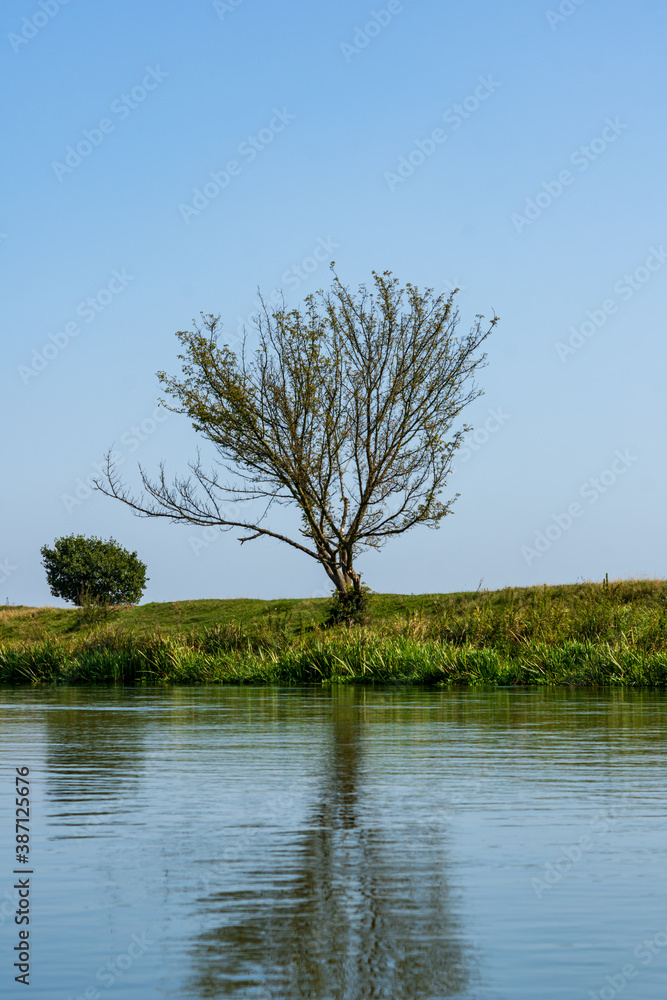 Obraz premium River and tree