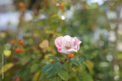 Bl  mchen in der Natur