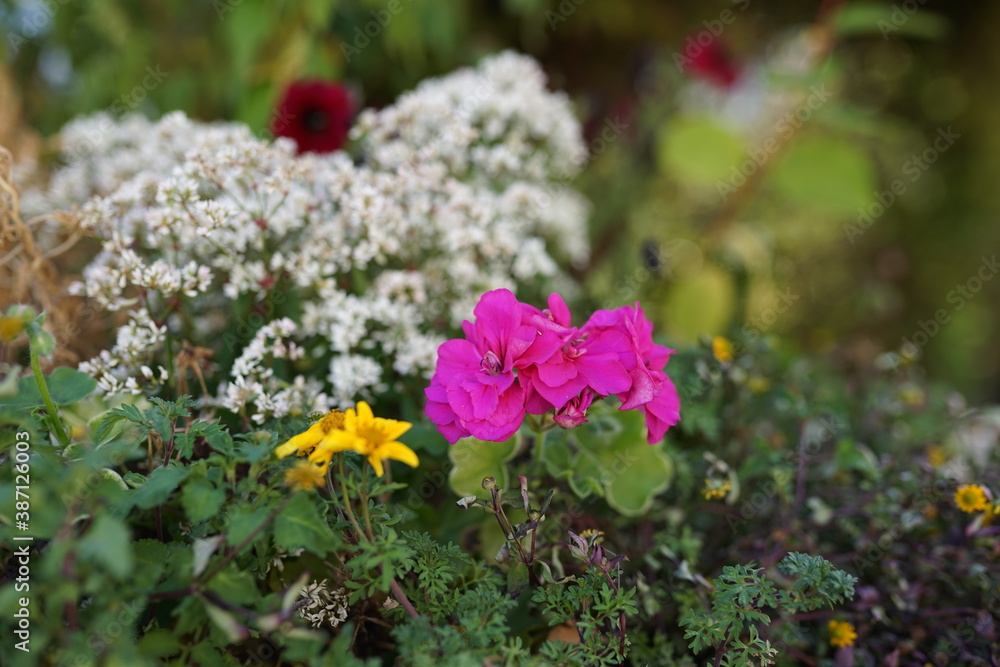 Fototapeta premium Blümchen in der Natur