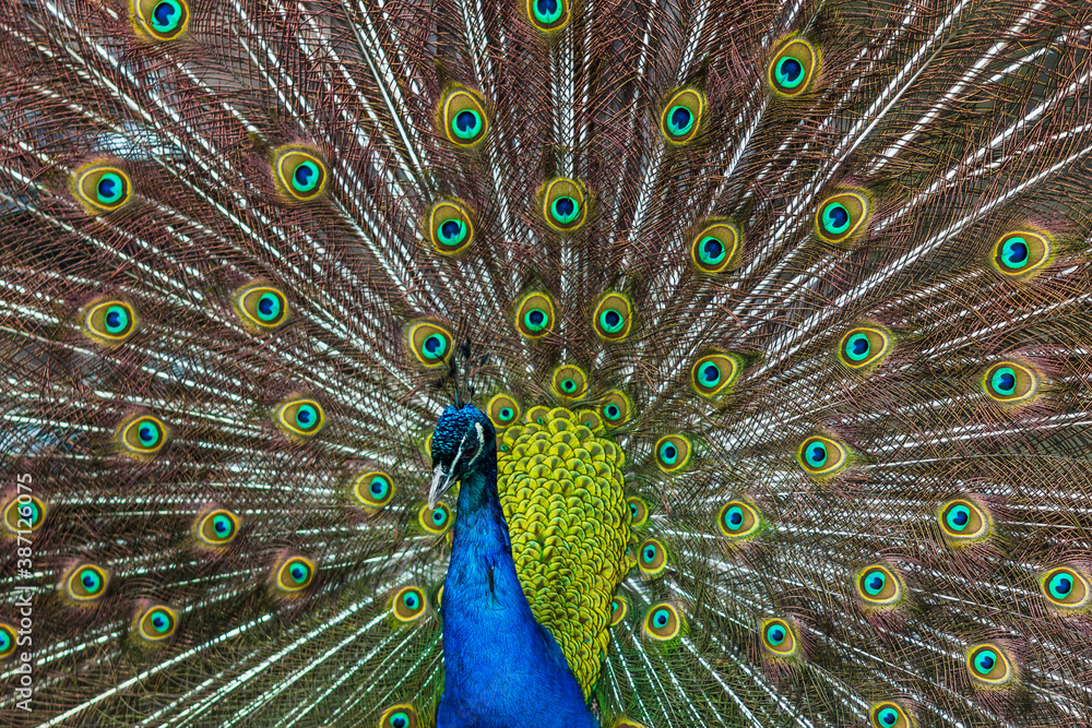 Obraz premium Peacock spreading its wings