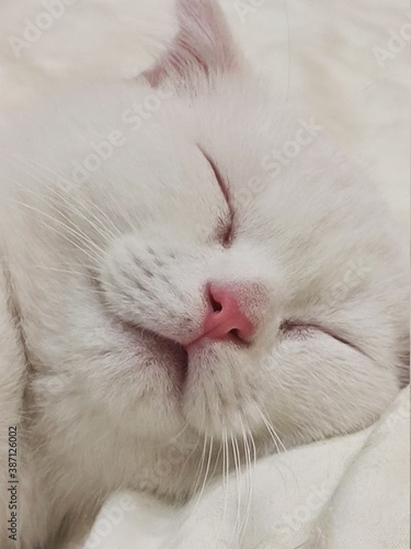 white persian cat