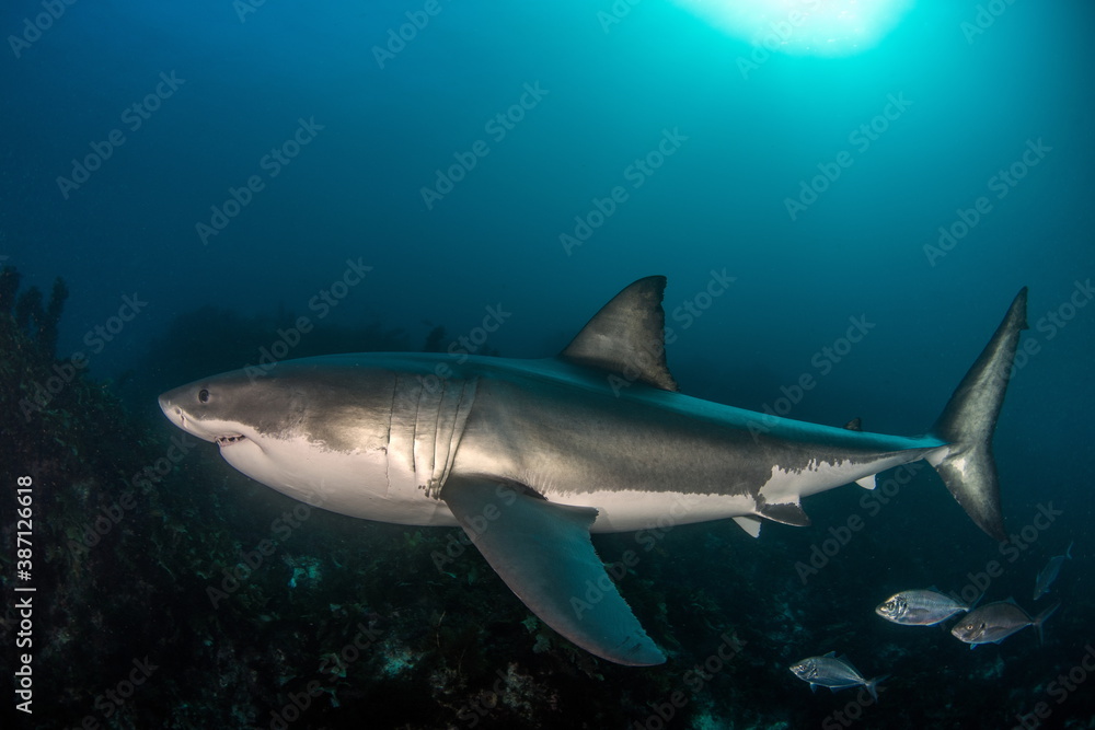 Fototapeta premium Great White Shark Neptune Islands Australie