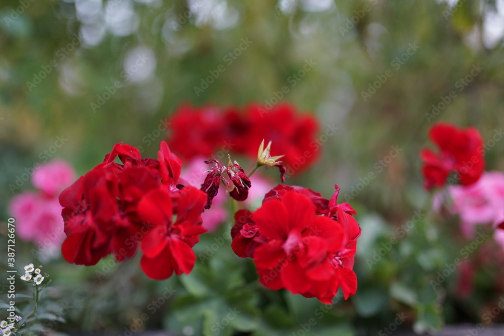 Blümchen in der Natur Blümchen in der Natur