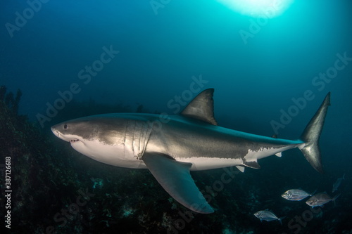 Great White Shark Neptune Islands Australie © Tomas