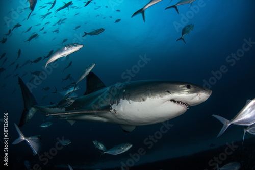 Wallpaper Mural Great White Shark Neptune Islands Australie Torontodigital.ca