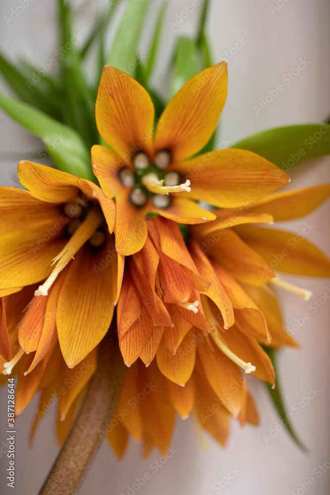 Flower composition. Macro photo. Wedding decor. A Beautiful bouquet of fresh flowers.
Flower composition. Macro photo. Wedding decor. A Beautiful bouquet of fresh flowers.