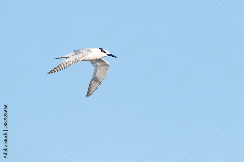 Obraz premium Sandwich Tern, Thalasseus sandvicensis