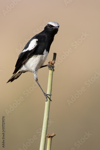 Mountain Wheatear  Myrmecocichla monticola