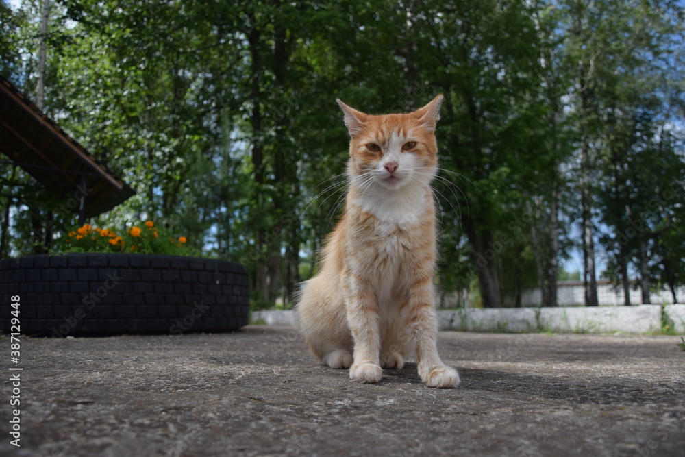 Obraz premium Red cat