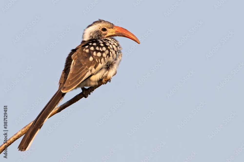 Obraz premium Damara Red-billed Hornbill, Tockus damarensis