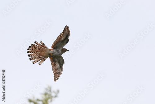 Common Cuckoo, Cuculus canorus