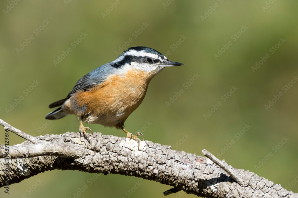 Red-breasted Nuthatch, Sitta canadensis Red-breasted Nuthatch, Sitta canadensis