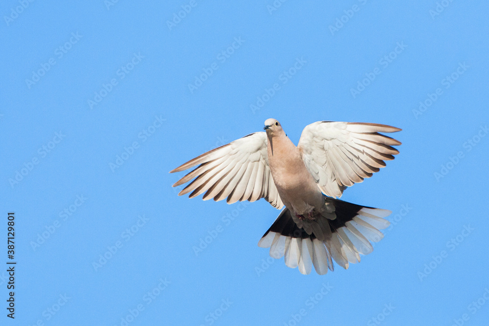 Fototapeta premium Eurasian Collared Dove, Streptopelia decaocto