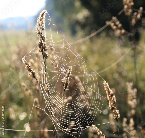 Dry grass with a spider's web in the fall