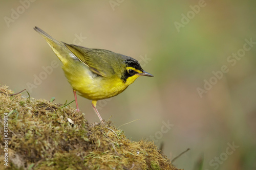 Kentucky Warbler, Geothlypis formosa photo