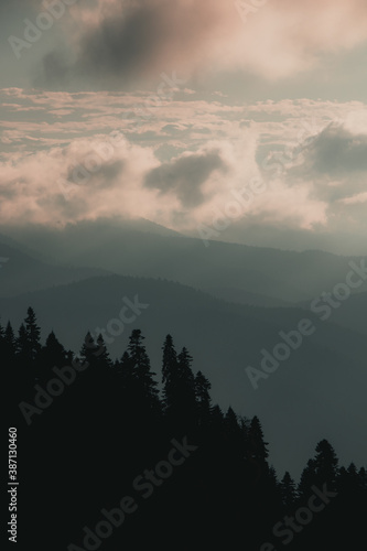Fototapeta Naklejka Na Ścianę i Meble -  Forest in the foggy mountain