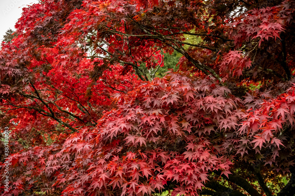 Autumn colour at Batsford arboretum, Morton-in-Marsh, Cotswolds UK Autumn colour at Batsford arboretum, Morton-in-Marsh, Cotswolds UK