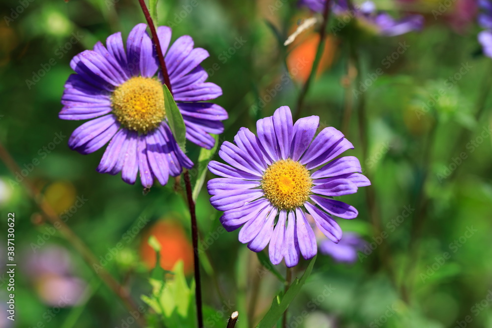 Obraz premium 보라색 꽃이 보이는 아름다운 풍경