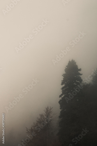 misty morning in the forest