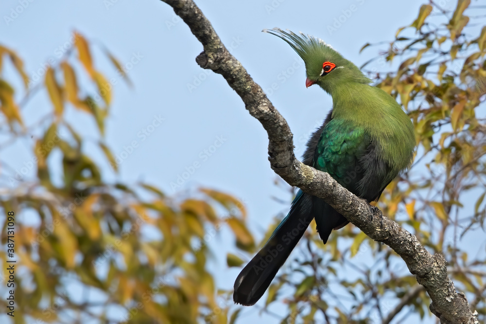 Obraz premium Schalow's Turaco, Tauraco schalowi