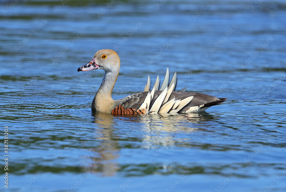 Plumed Whistling Duck, Dendrocygna eytoni Plumed Whistling Duck, Dendrocygna eytoni