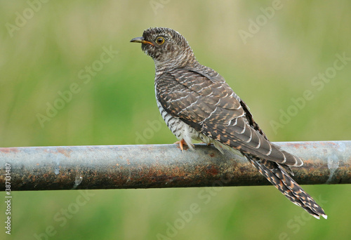 Common Cuckoo, Cuculus canorus © AGAMI