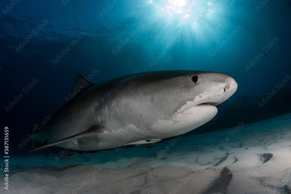 Fototapeta premium Tiger Shark on Tiger Beach Bahamas