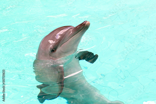 the dolphin  in the pool