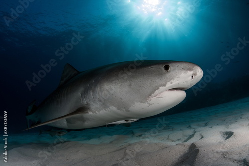 Tiger Shark on Tiger Beach Bahamas