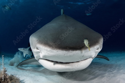 Tiger Shark on Tiger Beach Bahamas