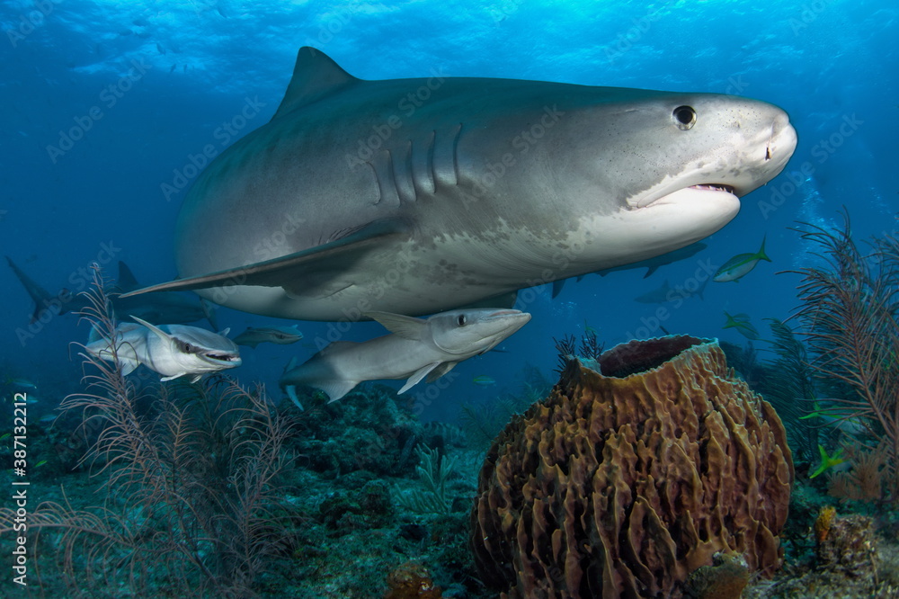 Fototapeta premium Tiger Shark on Tiger Beach Bahamas