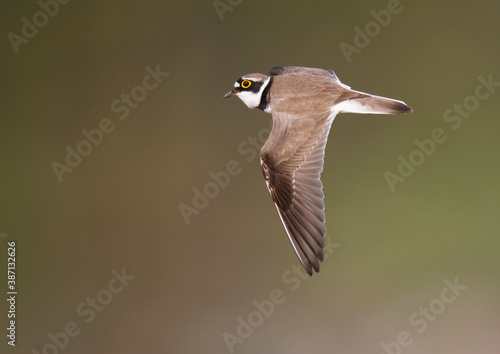 Little Ringed Plover, Charadrius dubius