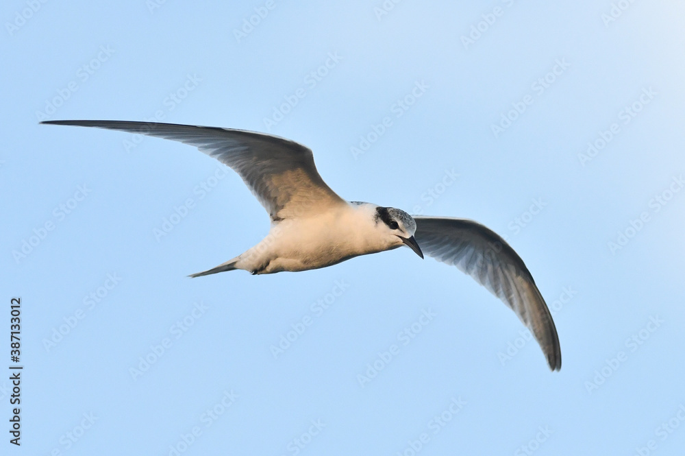 Obraz premium Black-naped Tern, Sterna sumatrana