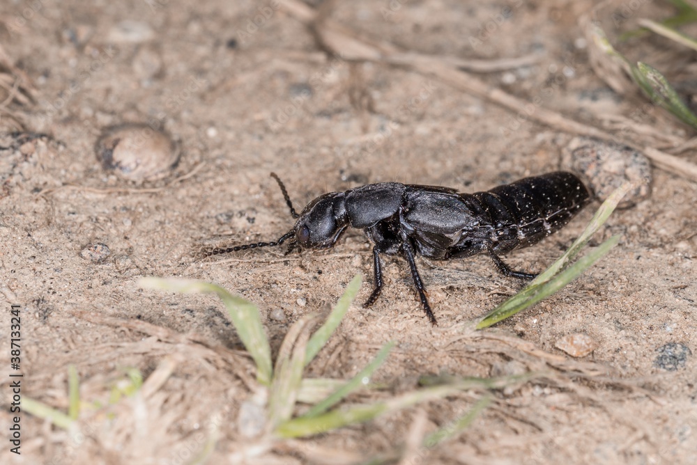 Schwarzer Moderkäfer in Abwehrhaltung und Verteidigungsposition kurz vor Angriff im Bayerischen Wald, Deutschland Europa Schwarzer Moderkäfer in Abwehrhaltung und Verteidigungsposition kurz vor Angriff im Bayerischen Wald, Deutschland Europa