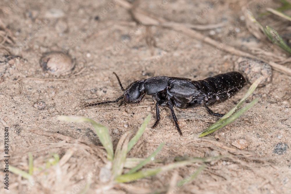 Schwarzer Moderkäfer in Abwehrhaltung und Verteidigungsposition kurz vor Angriff im Bayerischen Wald, Deutschland Europa