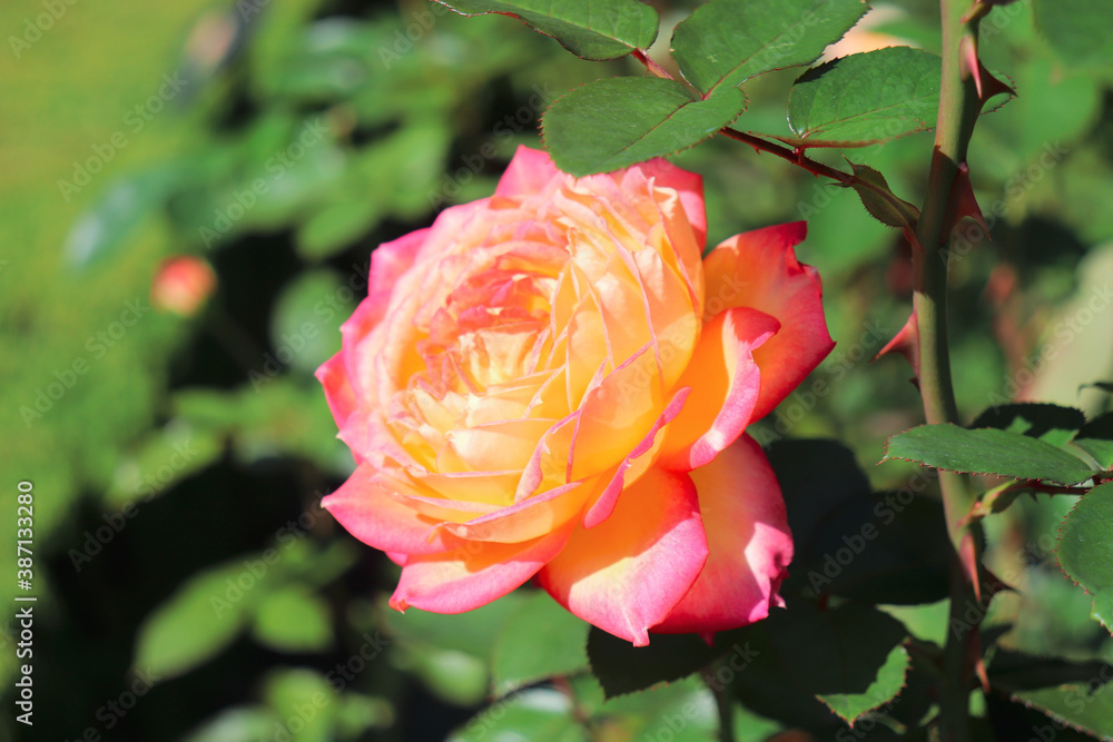 ピンク 黄色 ローズ 薔薇