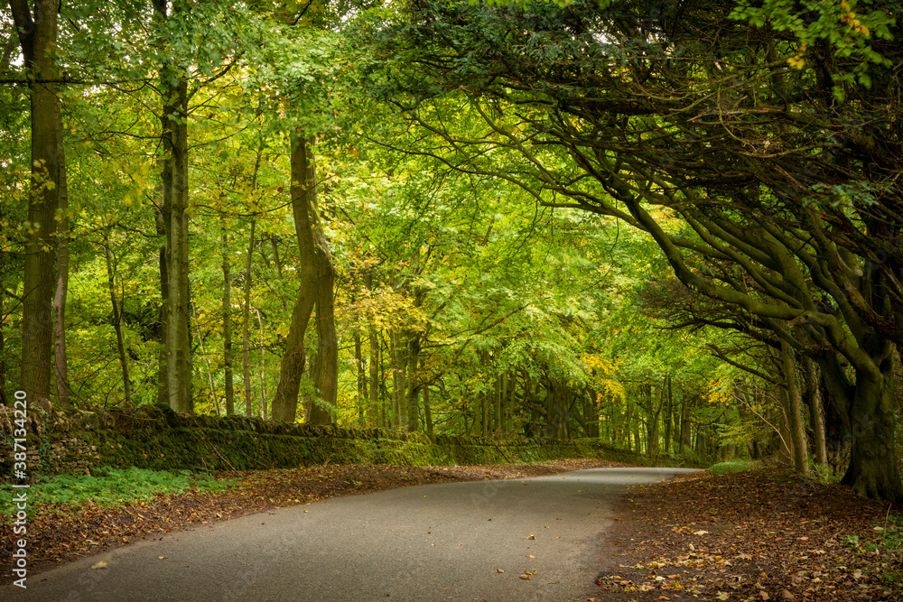 Fototapeta premium Golden leaves on autumn tree, Moreton in Marsh Cotswolds England UK