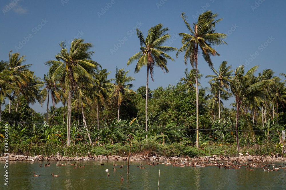 Lagoon, plenty of ducks, flanked by palm trees in South Sulawesi, Indonesia