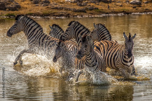 herd of zebras running in the water  Etosha national park  Namibia