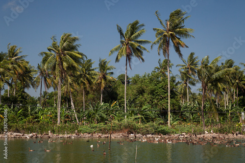 Lagoon  plenty of ducks  flanked by palm trees in South Sulawesi  Indonesia