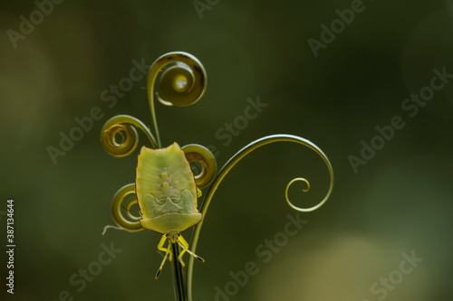 Giant Shield Bug On Leaf Edge and Tendril of Plant photo