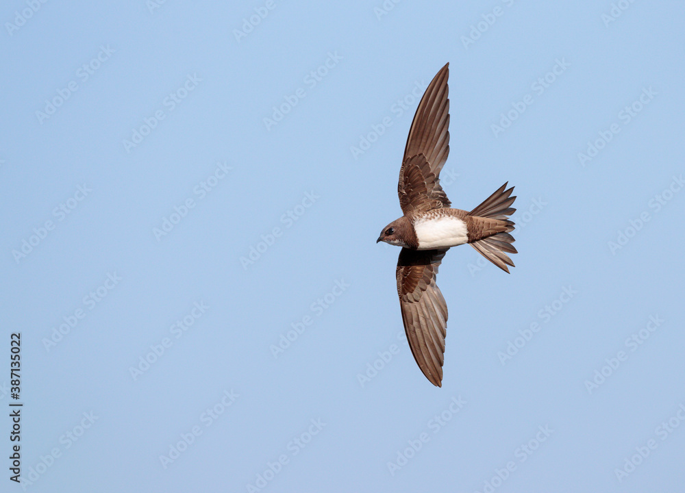 Obraz premium Alpine Swift, Apus melba