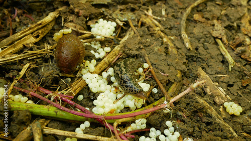 Quadro su tela Spanish slug eggs nest hatchery hatch pest Arion vulgaris Limax maximus biggest great grey leopard slug egg-laying white laying snail parasitizes garden, eating plant crops