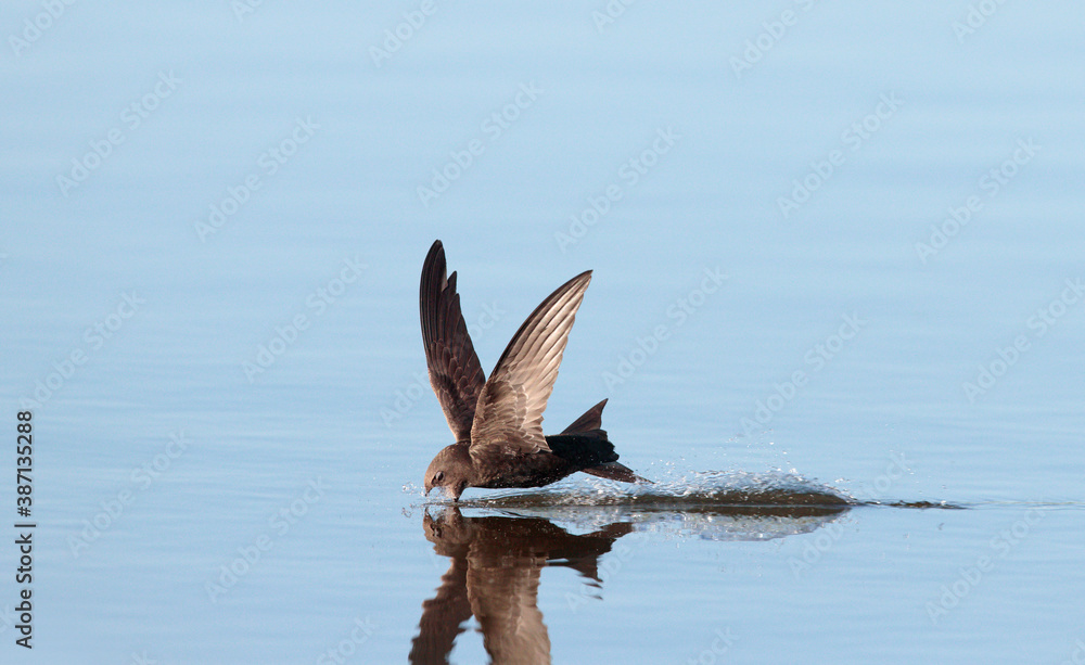 Common Swift, Apus apus
