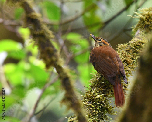 Scaly-throated Foliage-gleaner, Anabacerthia variegaticeps photo