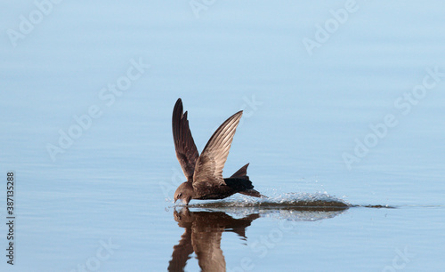 Obraz na płótnie Common Swift, Apus apus w salonie