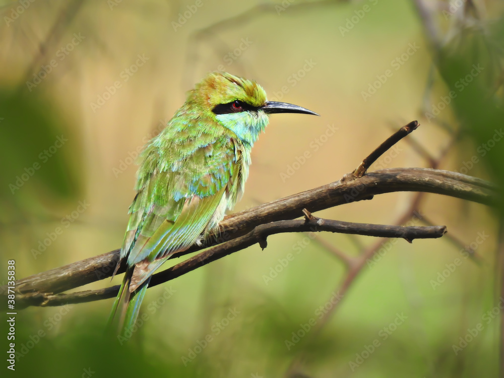 Somali bee eater bird sat on a small branch evening time at anathagiri Forest